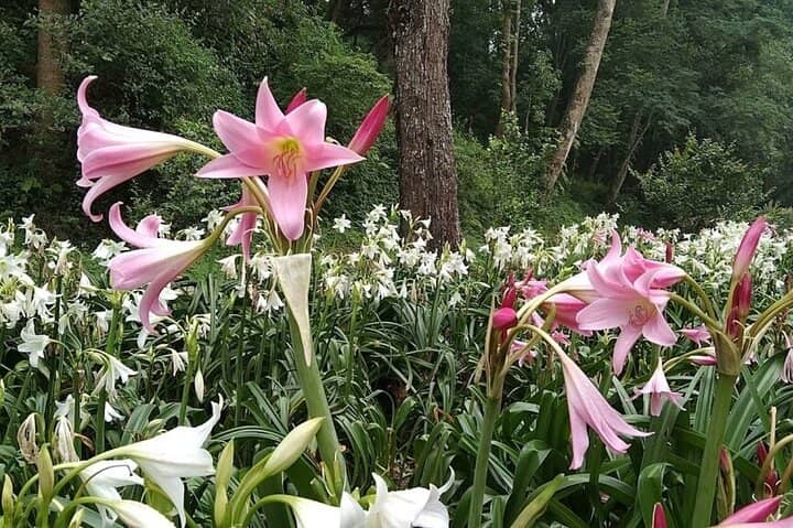 Rose & Lily Gardens