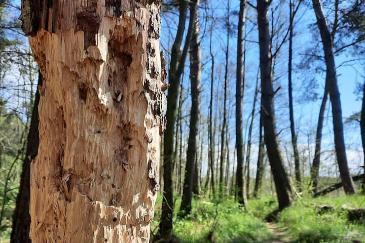 Scots Pine Forests