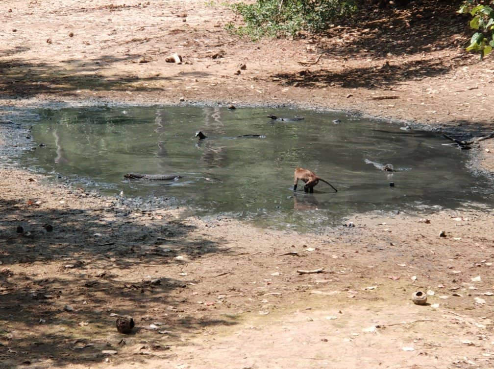 Jungle Hiking Trails