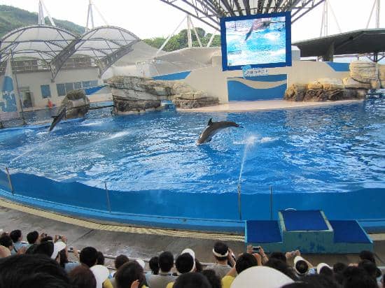 Vast Aquarium Exploration