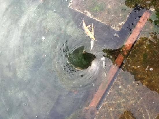 Traditional Tea Experience