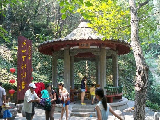 Bamboo and Tree Surroundings