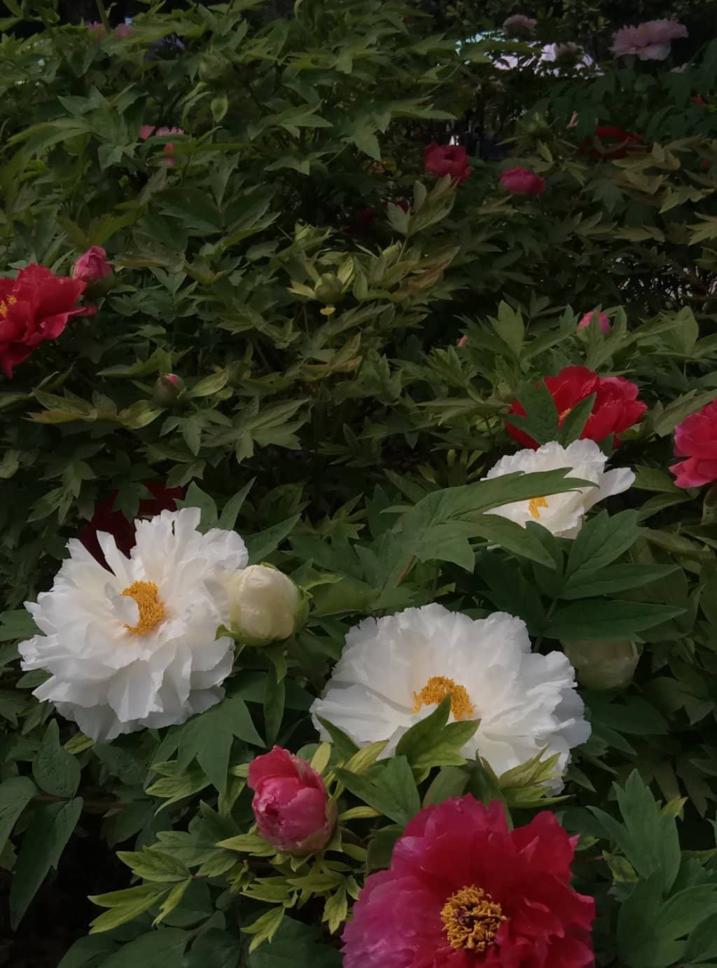 Traditional Courtyard Charm