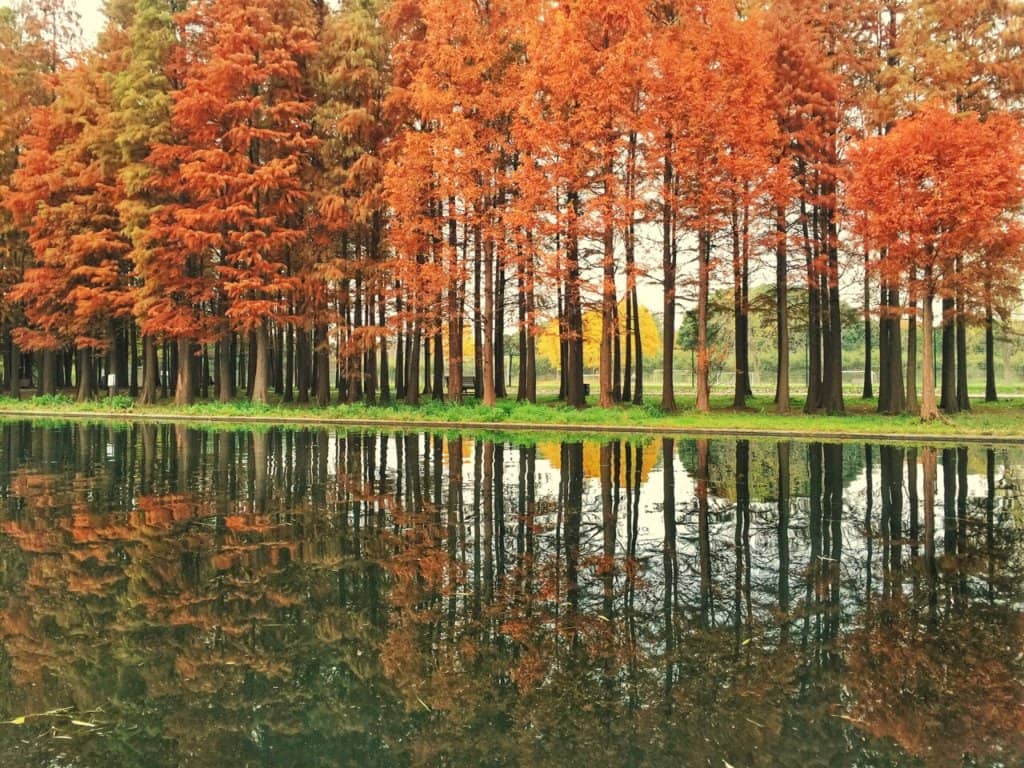 Peter Rabbit's World