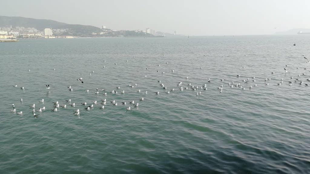 Weihai Park Serenity