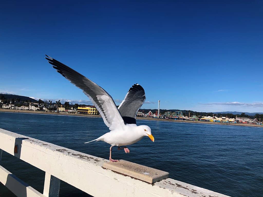 Seafood Dining with a View