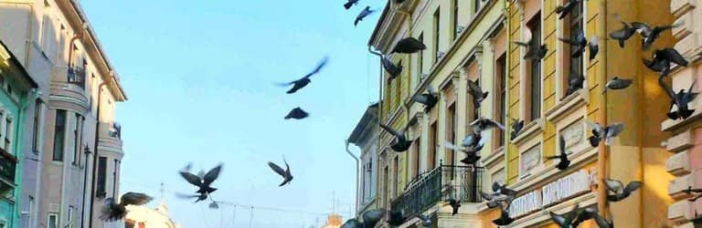 The 'Little Vienna' Vibe