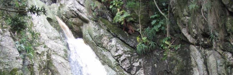 Lush Indigenous Forest