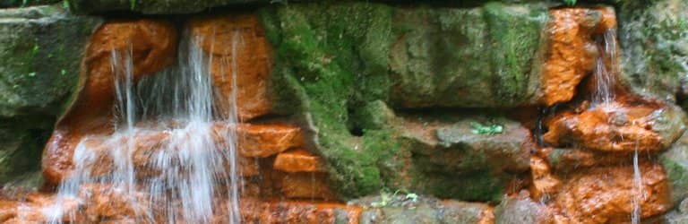 Ancient Trees & Boardwalk