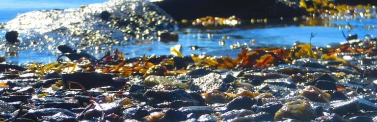 Woodland Hiking Paths