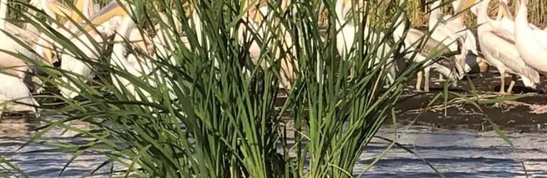 Calbuco Volcano Views