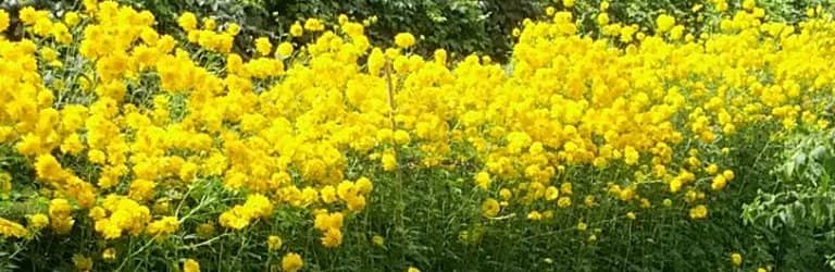 Peacefield (Adams Family Home)