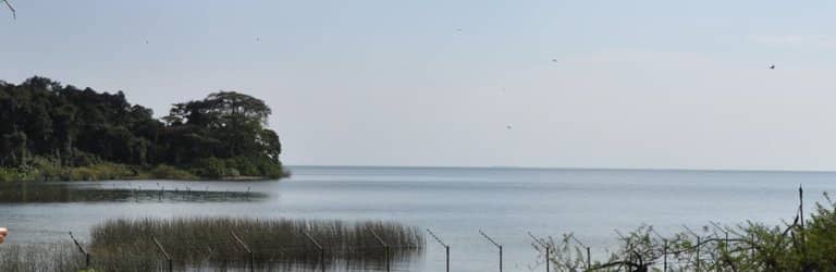 Chimpanzee Behavior Observation