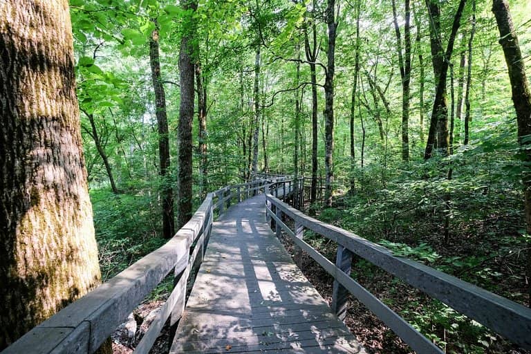 Prehistoric Boardwalk Trail