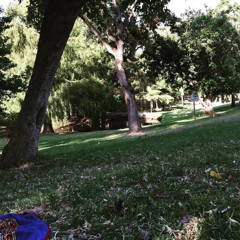 Historic Silvertree Forest