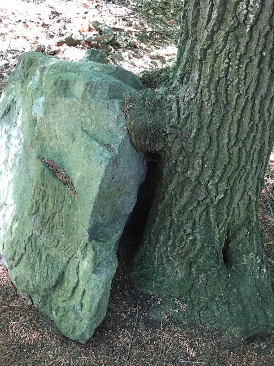 Birdwatching Opportunities