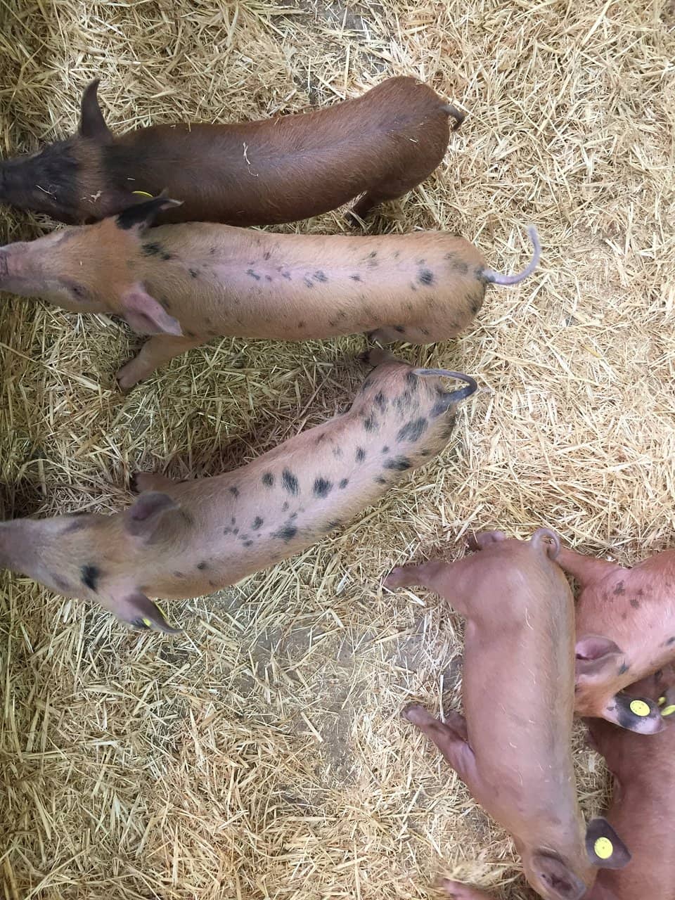 Bottle Feeding Lambs & Goats