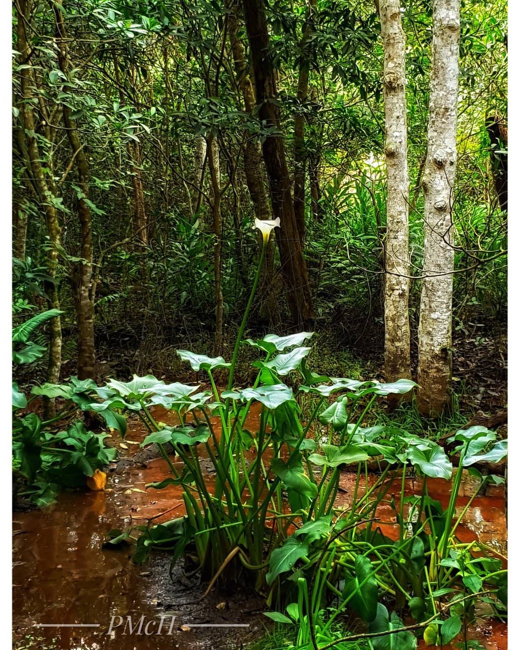 Bird Watching Opportunities