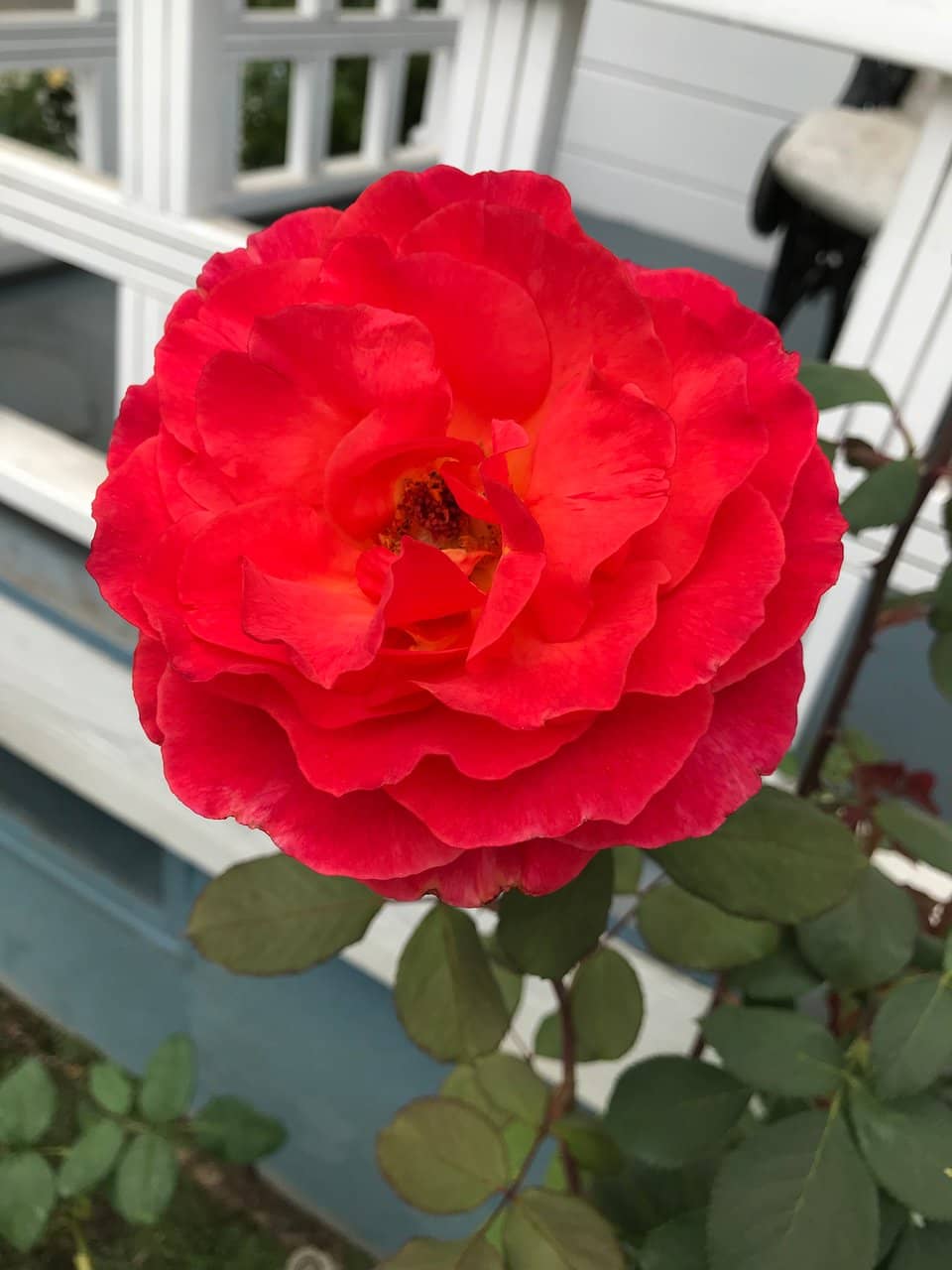 Enchanting Treasures