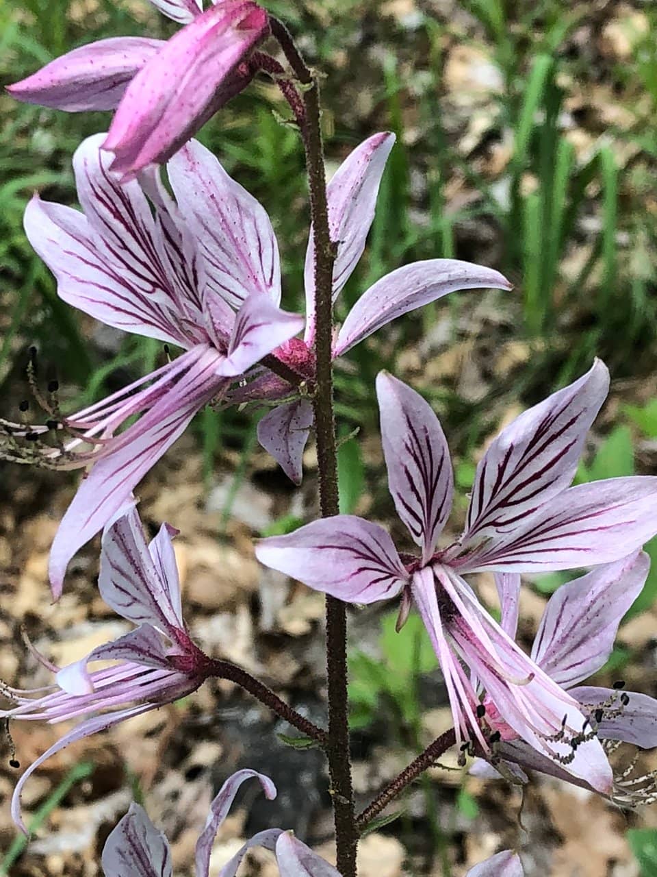 Gateway to Föhrenberge