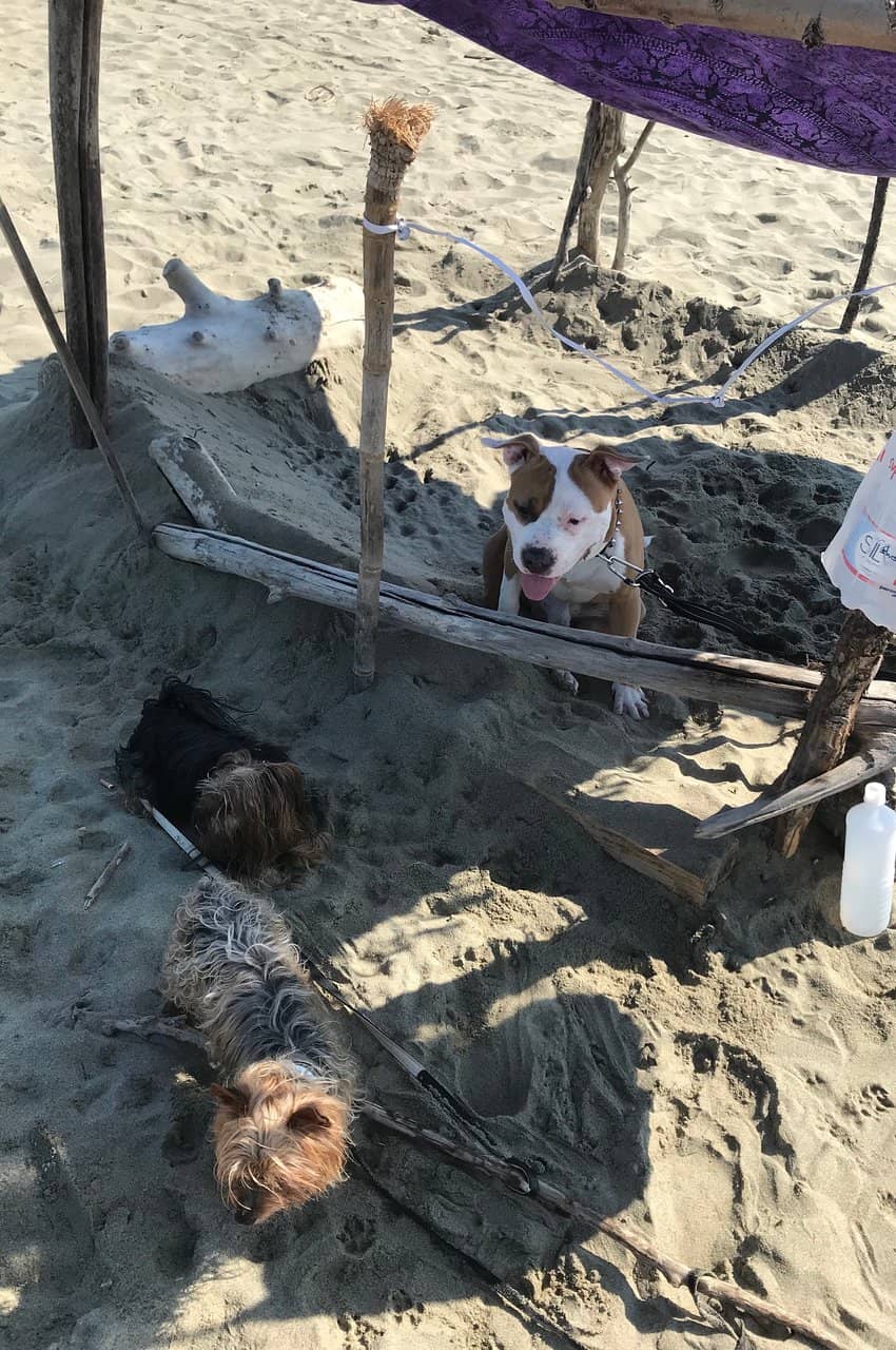 Expansive Sandy Shores