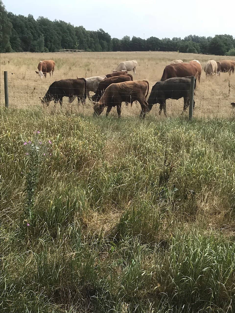 Enchanting Tree Tunnel