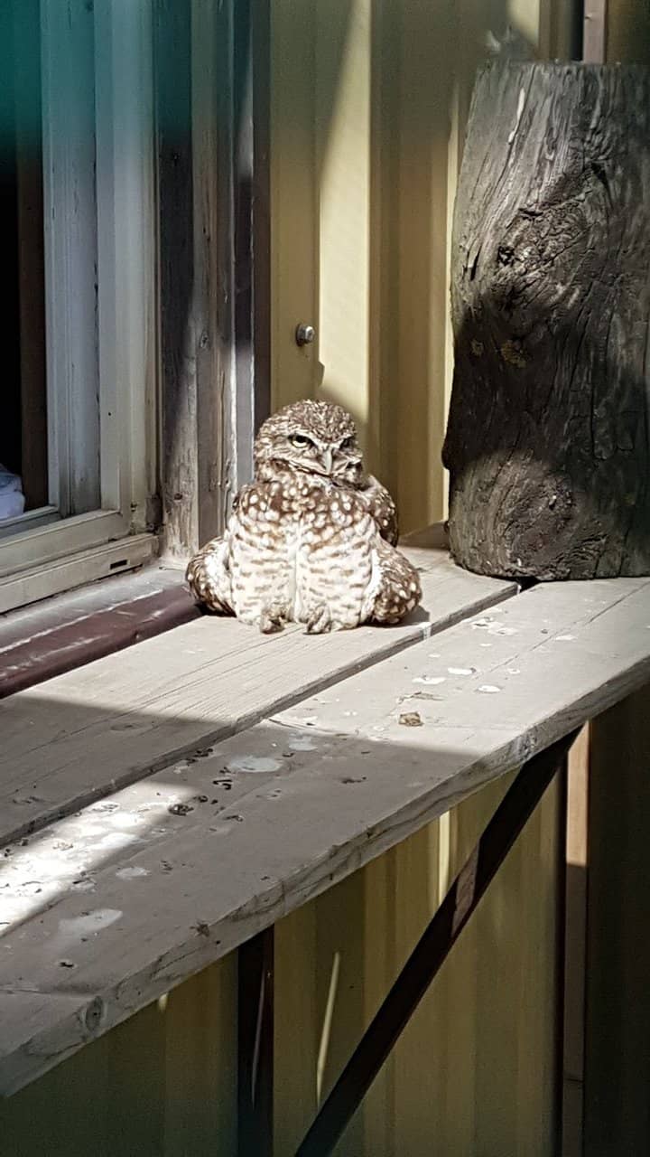 Shorty the Short-Eared Owl