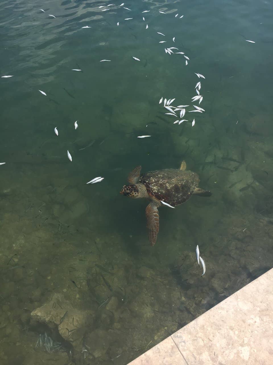 De Bosset Bridge Views