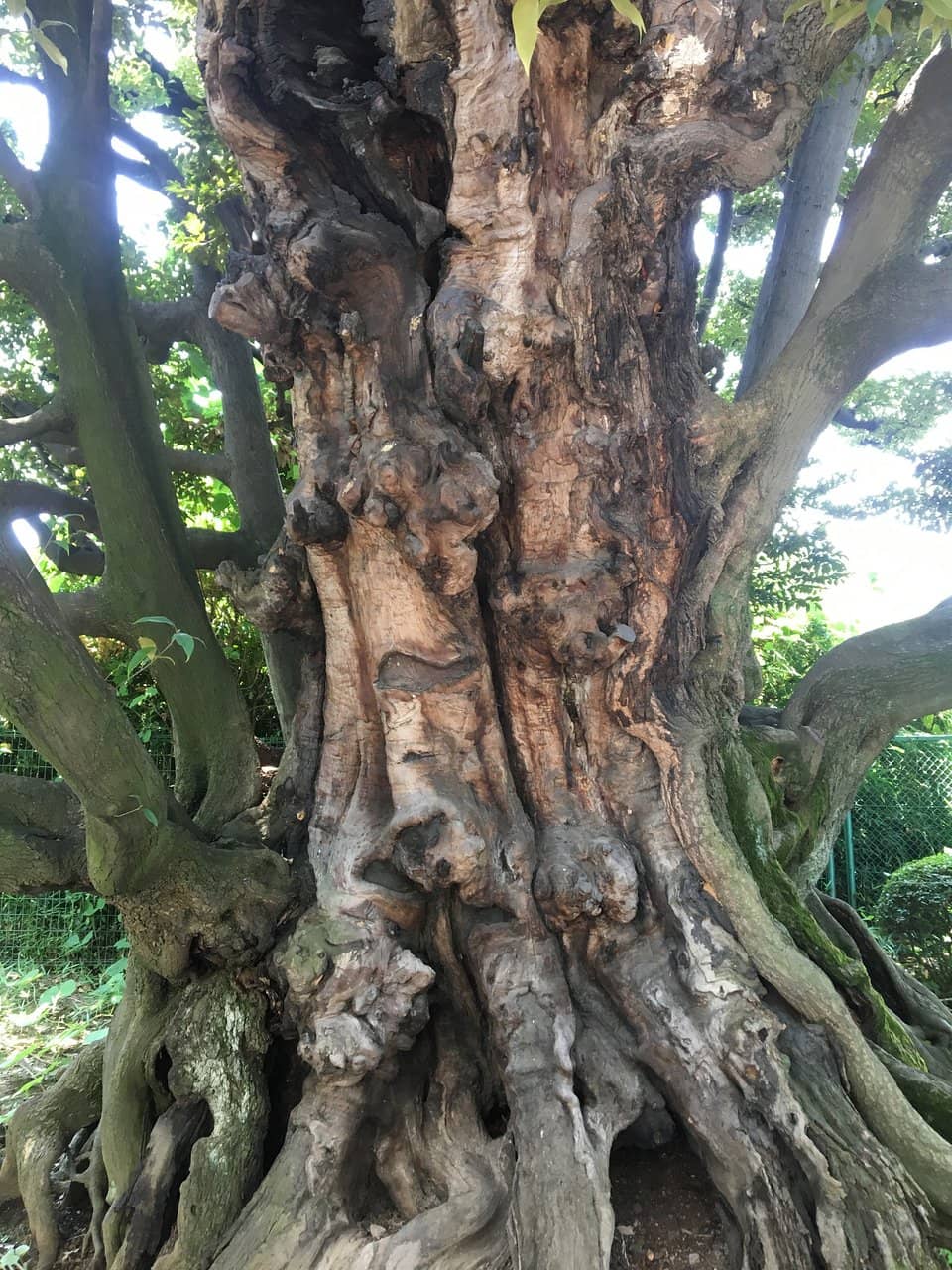 Resilient Garden Design