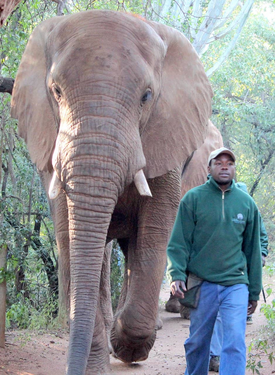 Meet Rescued Elephants
