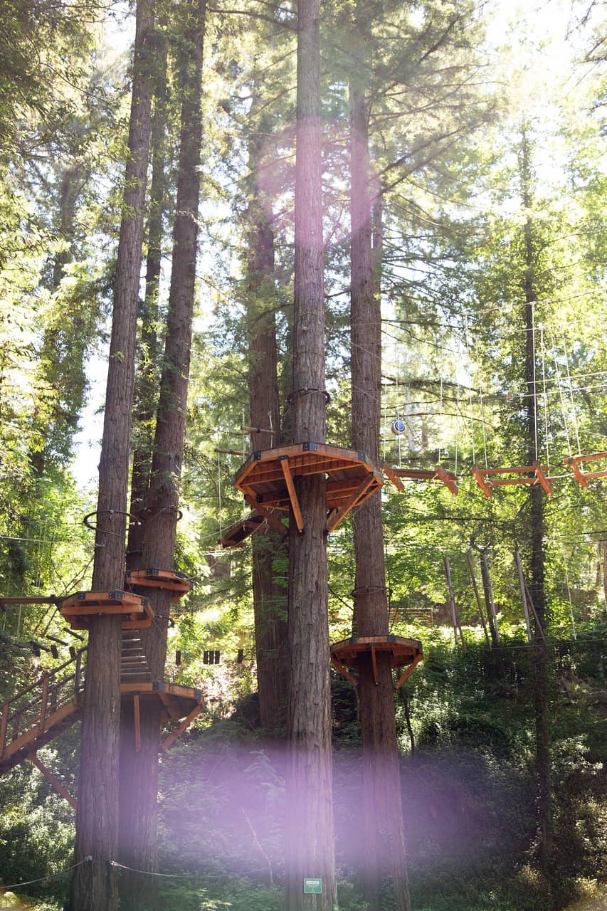 Majestic Redwood Views