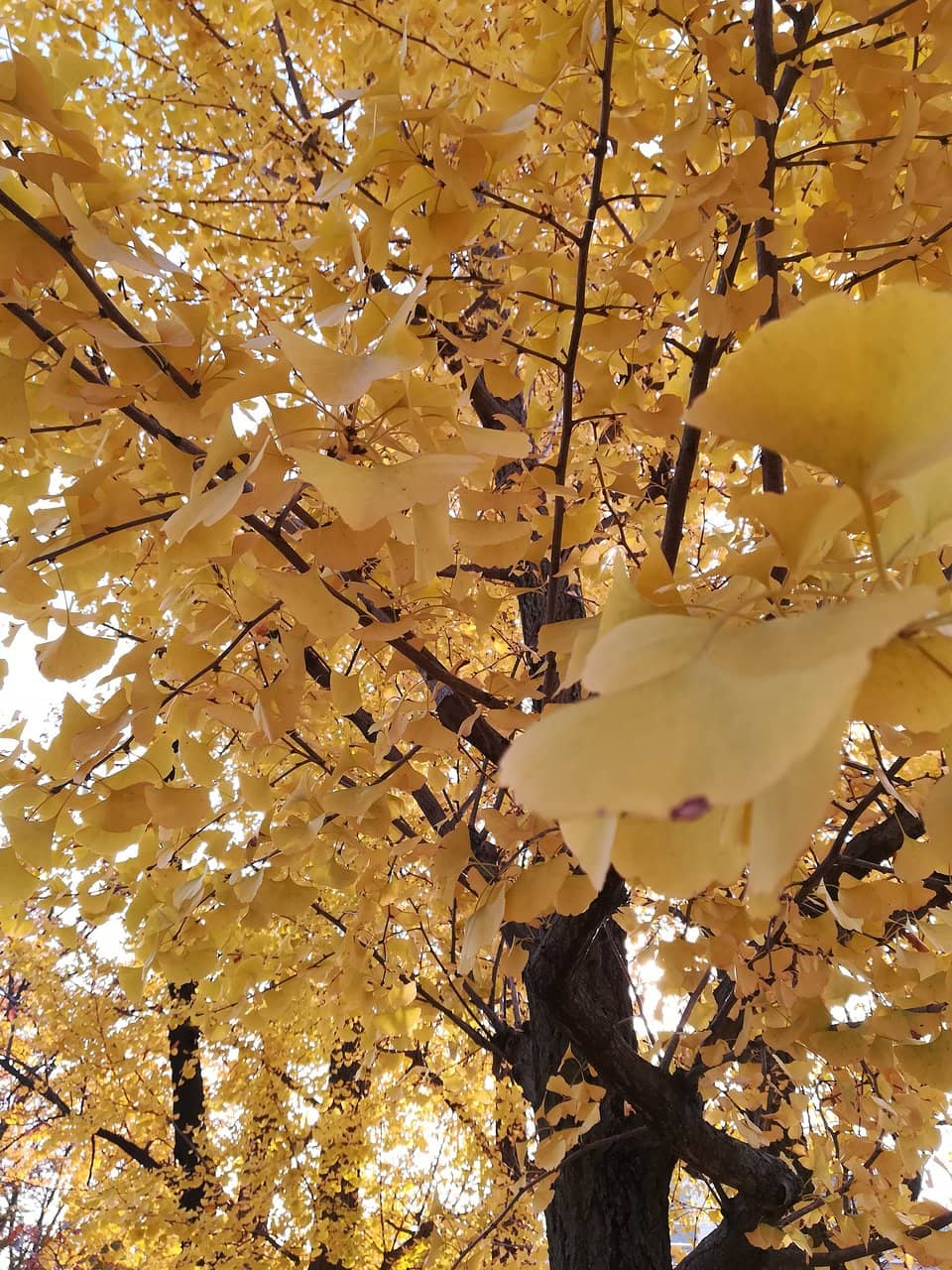 Children's Playgrounds