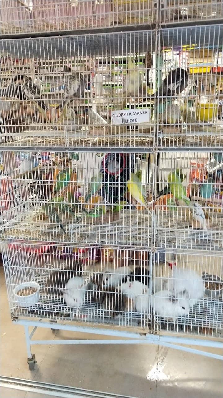 Traditional Tabacaria