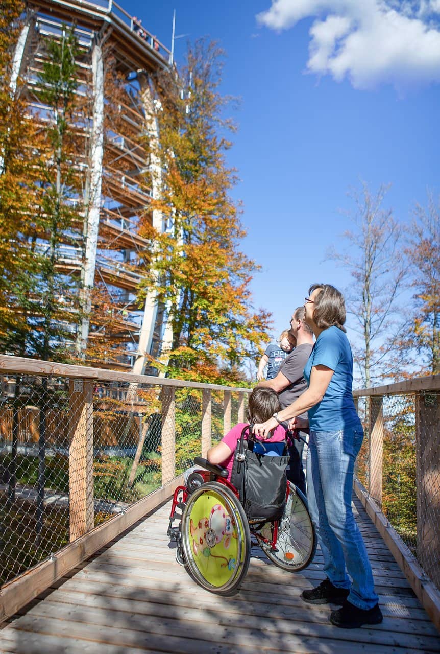 The Treetop Walk Itself
