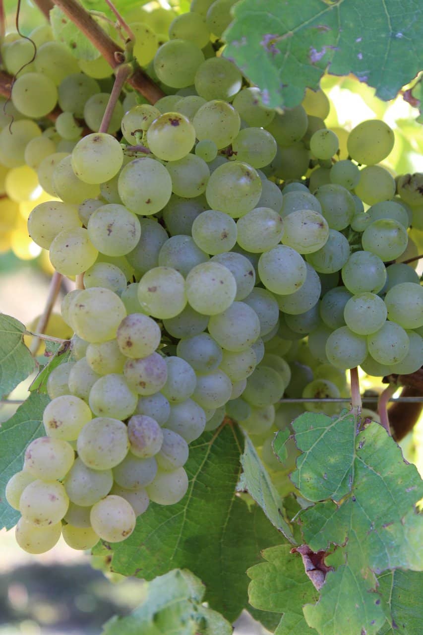 Dedicated Kids' Area