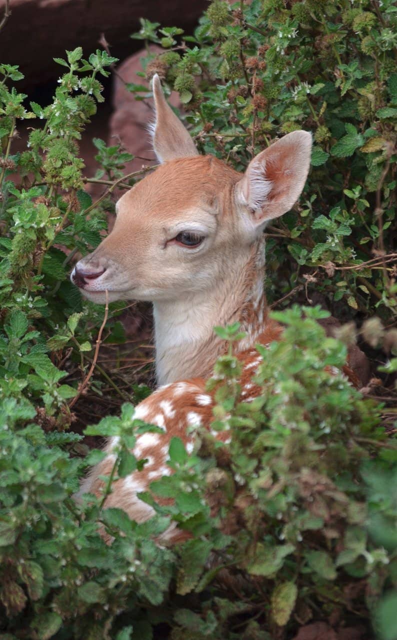 Interactive Deer Feeding
