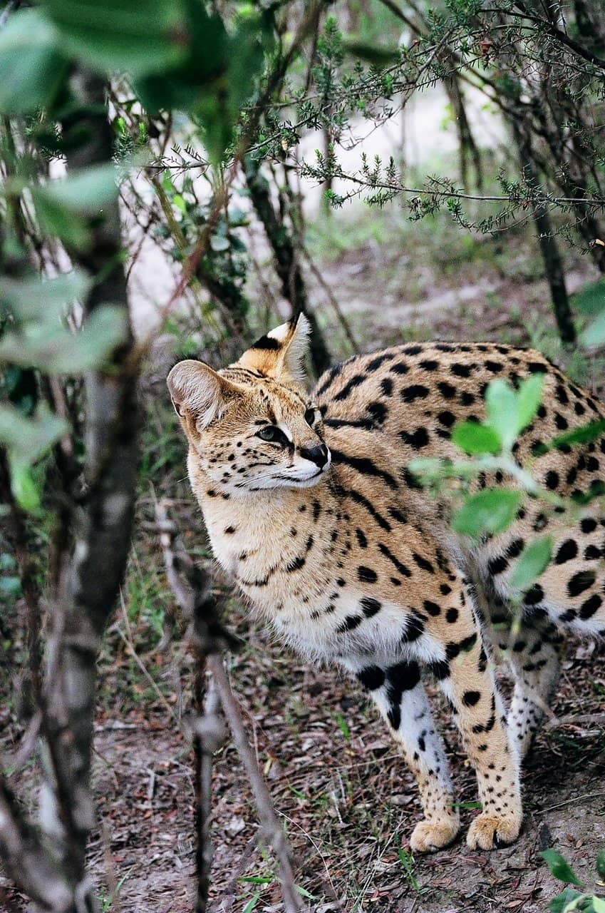 Cats in Conservation