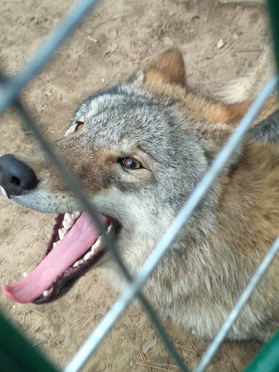 European Bison Enclosure