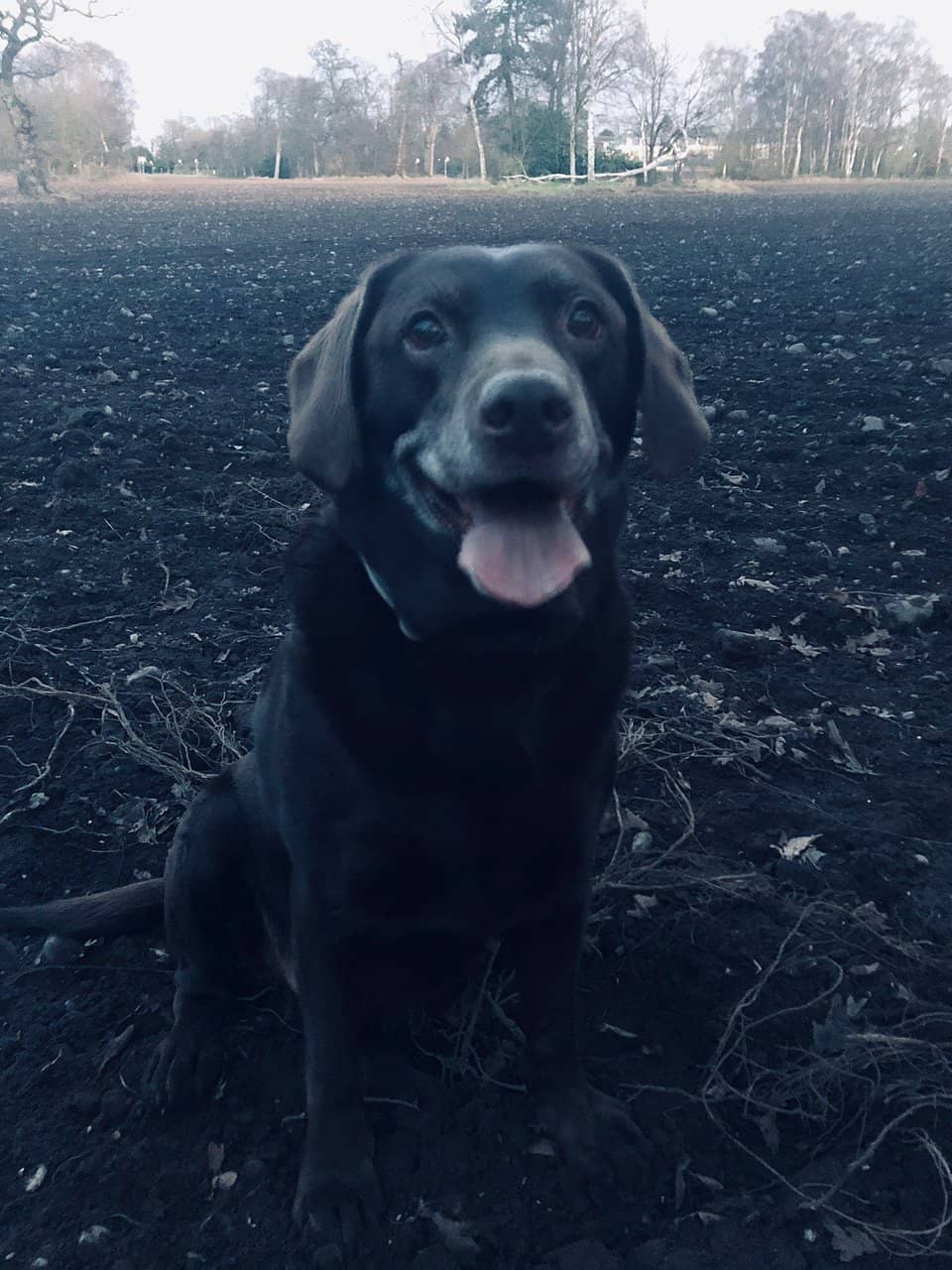 The Sip & Slice Cafe