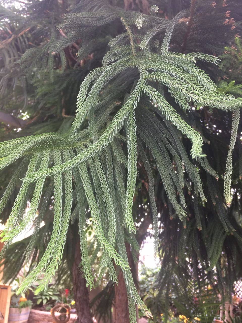 Tropical Plant Collection