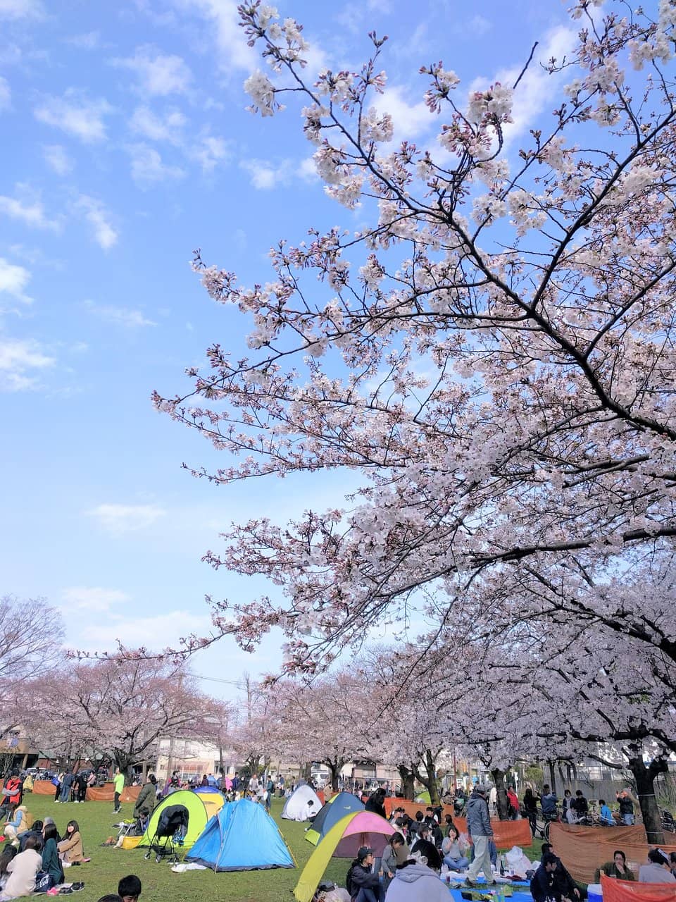 Expansive Green Spaces