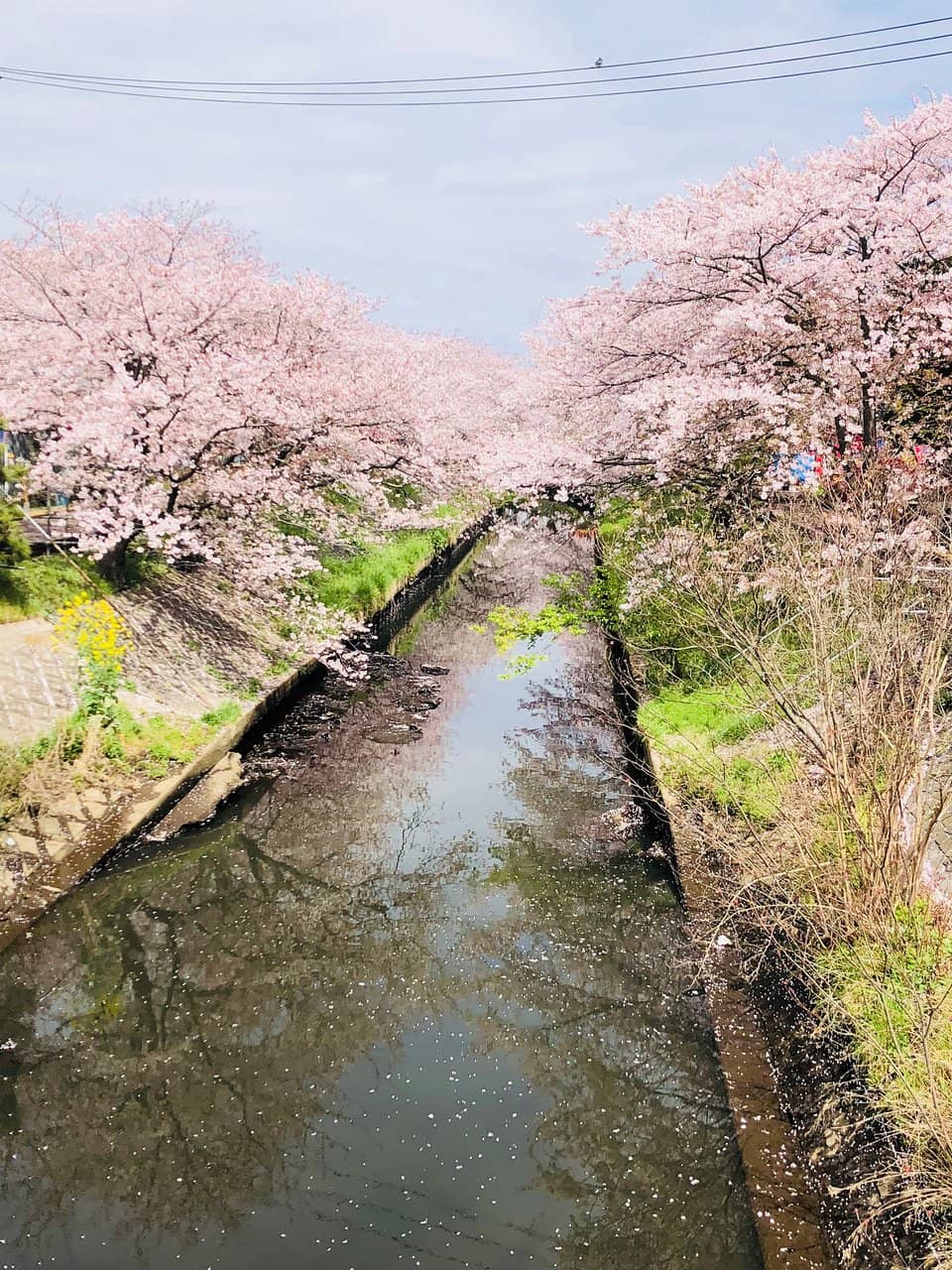 Jogging and Strolling Path