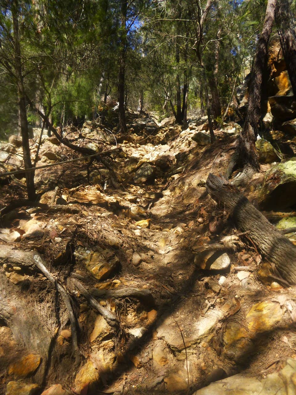 Abundant Flora and Fauna