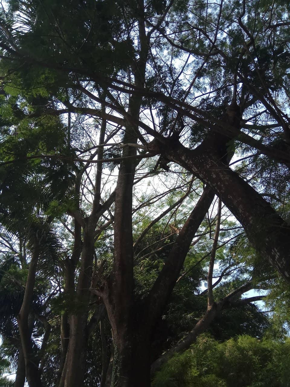 Kid-Friendly Playground