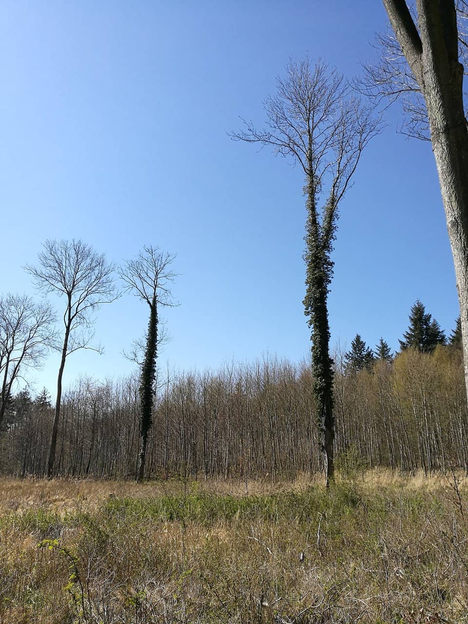 Spring Wildflower Blooms