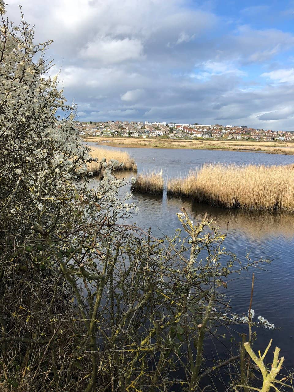 Wading Bird Spectacle