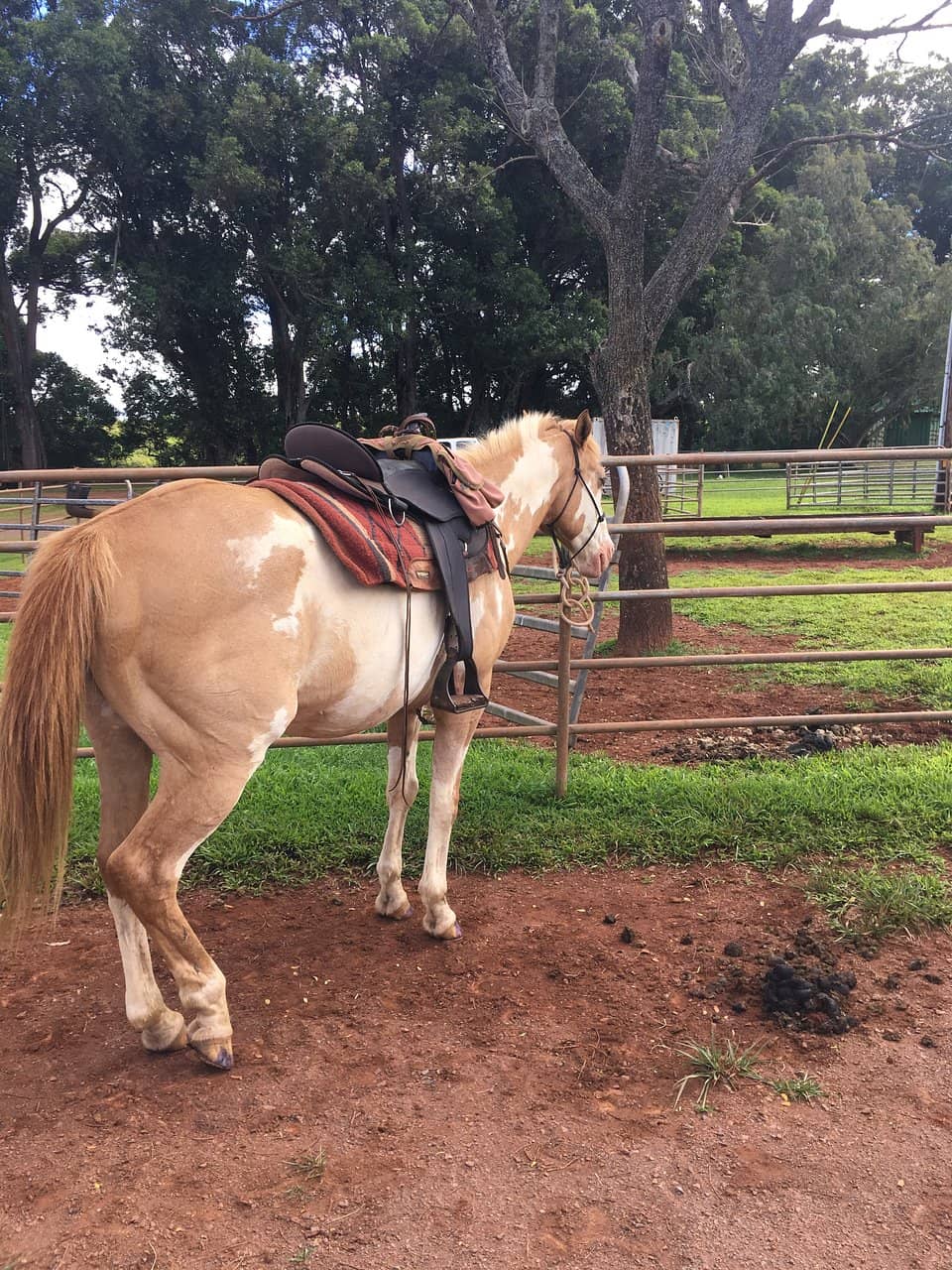 Ranch History & Aloha