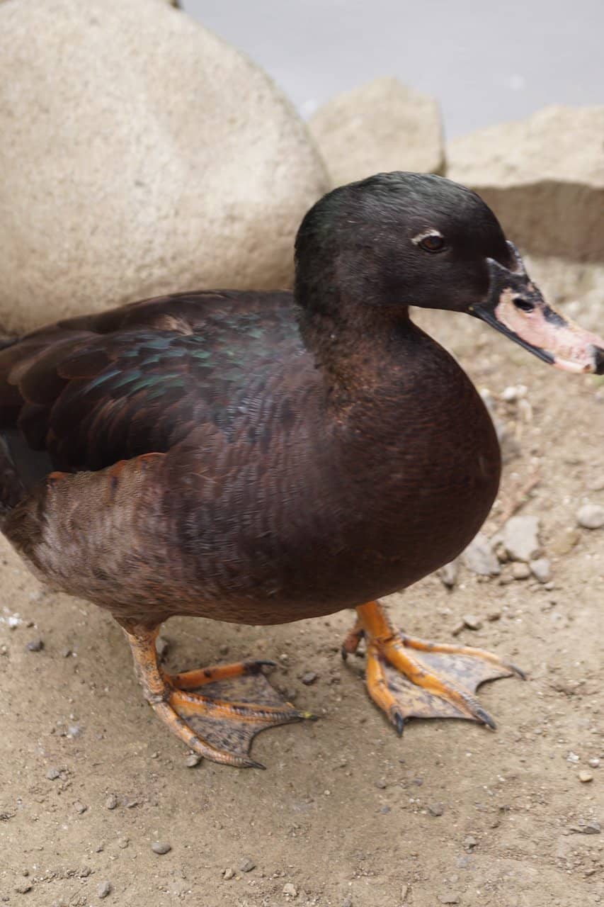 Sprawling Playgrounds