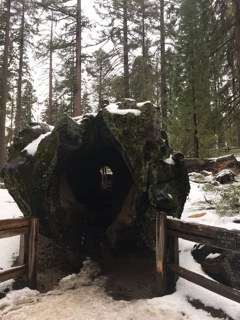 Walk Through the Hollow Trunk