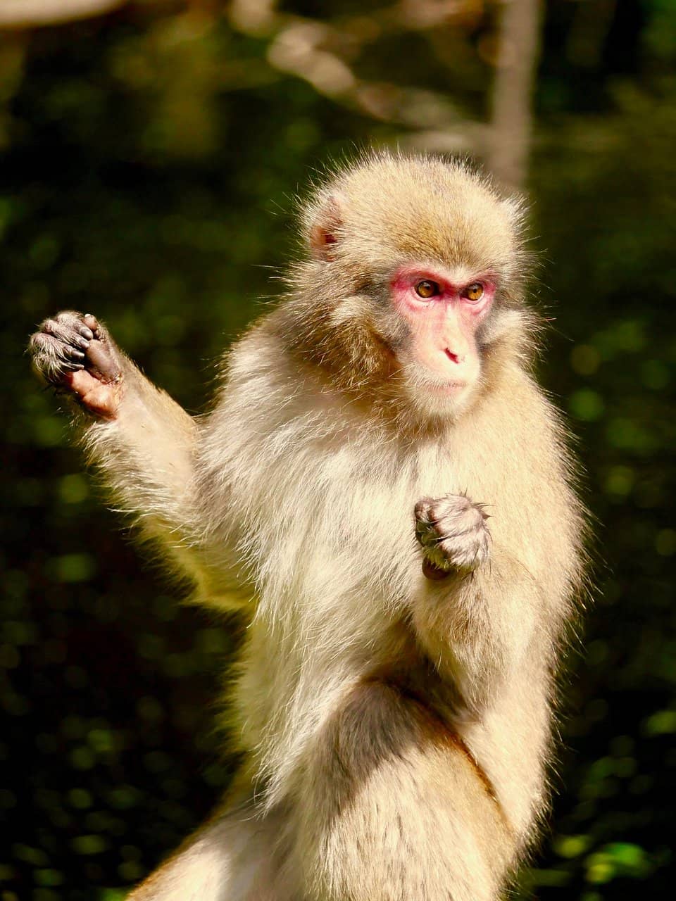 Japanese Macaque Encounters